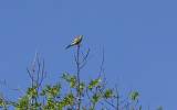  European Bee-eater near Hérépian