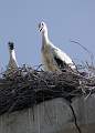  White Stork and young on nest near Scamandre in the Petit Camargue