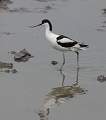  Avocet at Pont de Gau in the Camargue