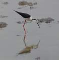  Black-winged Stilt at Pont de Gau in the Camargue