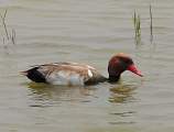  Red-headed Pochard at Pont de Gau in the Camargue