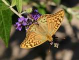  Cardinal Fritillary 