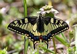  Swallowtail Butterfly 