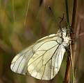 Black-veined White 