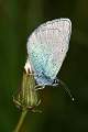  Butterfly, unsure on species, roosting on the Garrigue near Faugères