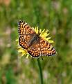  Heath/Provençal Fritillary (