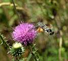  Humming-bird Hawkmoth (