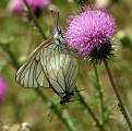  Black-veined Whites (