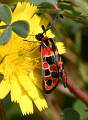  Burnet Moth 