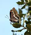  Two-tailed Pasha 