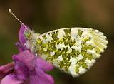  Female Orange-tip Butterfly 