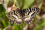  Southern Festoon 