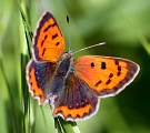  Small Copper 