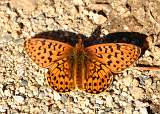  Weaver's Fritillary 