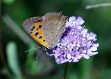  Small Copper 