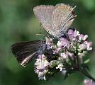  False Ilex Hairstreak 