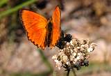  Large Copper 