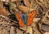  Purple-shot Copper 