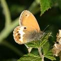  Pearly Heath 