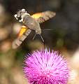  Humming-bird Hawkmoth (
