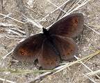  Ringlet butterfly, possibly Autumn Ringlet 