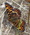  Knapweed Fritillary 