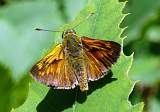  Large Skipper 