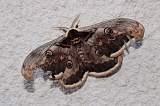  Giant Peacock Moth 