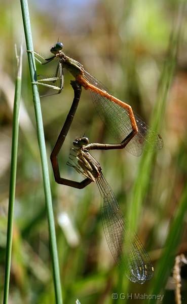 IMG_5468