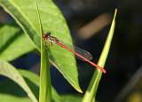  Small Red Damselfly 