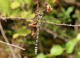  Southern Hawker 