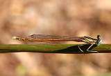  Male White-legged Damselfly 