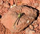  Male club-tailed dragonfly 