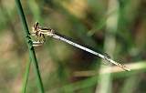  Female White-legged Damselfly 