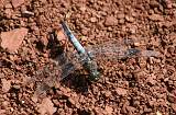  Male Black-tailed Skimmer 