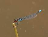  Male Small Red-eyed Damselfly (