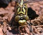  Close up of face of male 