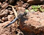  Male Black-tailed Skimmer 
