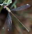  Male Willow Emerald 