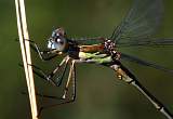  Close-up of thorax of Male Willow Emerald 