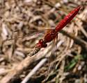  Scarlet Darter 