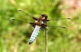  Male Broad-bodied Chaser 
