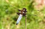 Dragonflies and Damselflies