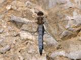  Male Southern Skimmer 