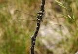  Male Golden-ringed Dragonfly 