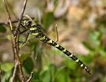  Female Golden-ringed Dragonfly 