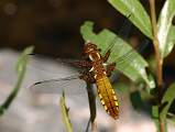  Female Broad-bodied Chaser 