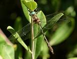  Orange-spotted Emerald 