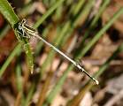  Male White-legged Damselfly 