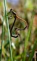  Pair of Orange White-legged Damselflies 